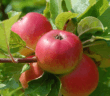 Red apples on a tree