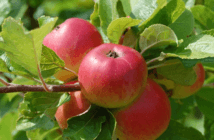 Red apples on a tree