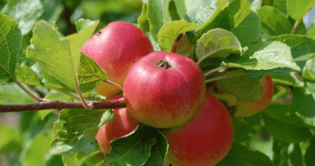 Red apples on a tree