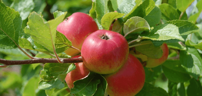 Red apples on a tree