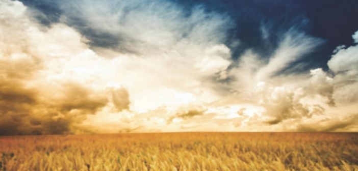 Stylized image of golden wheat fields